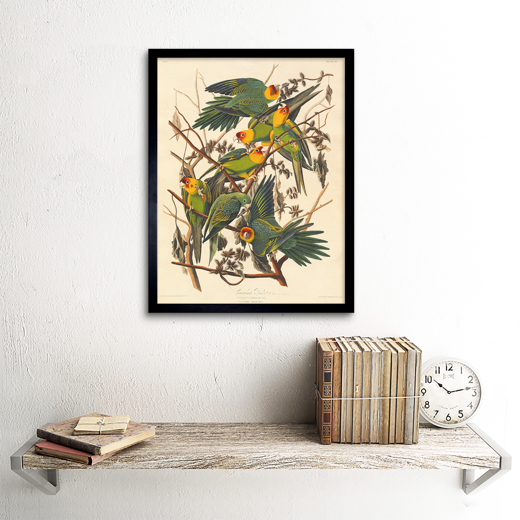 Havell Audubon American Carolina Loro Zoología 12X16 pulgadas impresión arte enmarcado