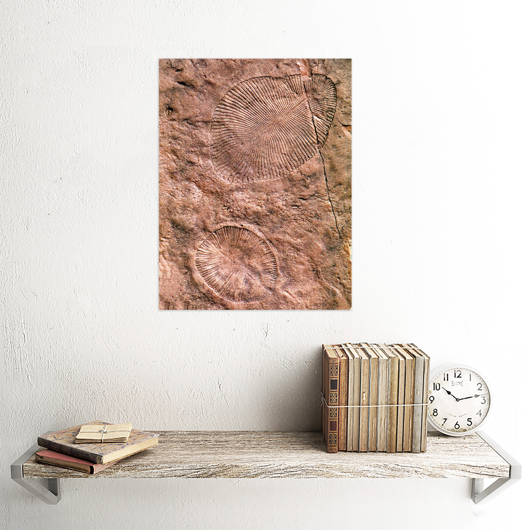 Science Archeology Dickinsonia Ediacaran Biota Fossil 12X16 Inch Framed Print