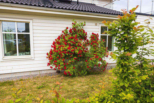 fönsterrenovering
