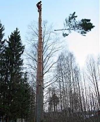Företagsbild på Trädspecialisten AB – Ett arboristföretag i Dalarnas län 2023