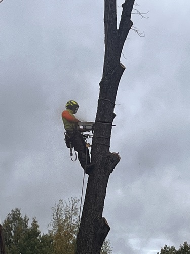 Företagsbild på Trädspecialisten AB – arborist i Dalarnas län