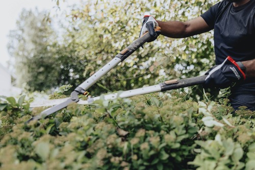 pågående häckklippning