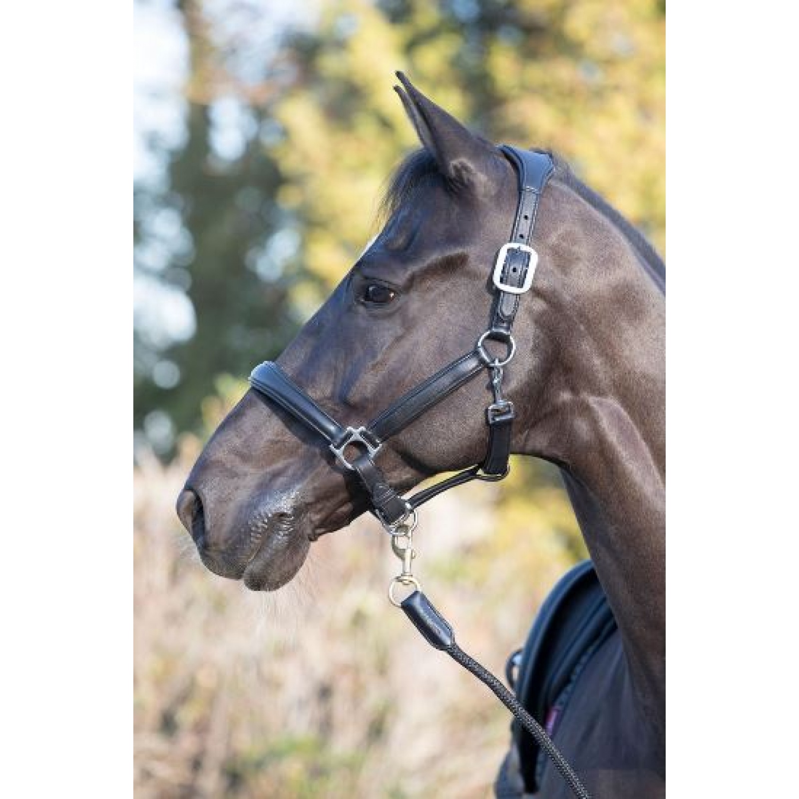 LeMieux Anatomic Leather Padded Headcollar