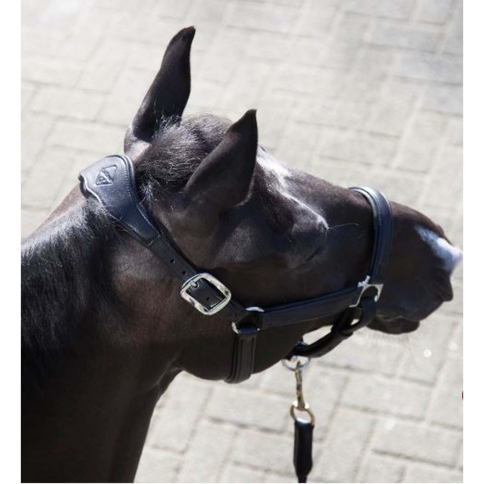 LeMieux Anatomic Leather Padded Headcollar