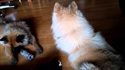 It's your toy