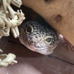 Isaacs reptile rescue logo