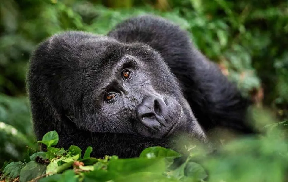 Bwindi Impenetrable - Popular National Park destination in Uganda for safari and adventure tours