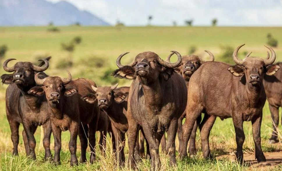 Kidepo Valley - Popular National Park destination in Uganda for safari and adventure tours