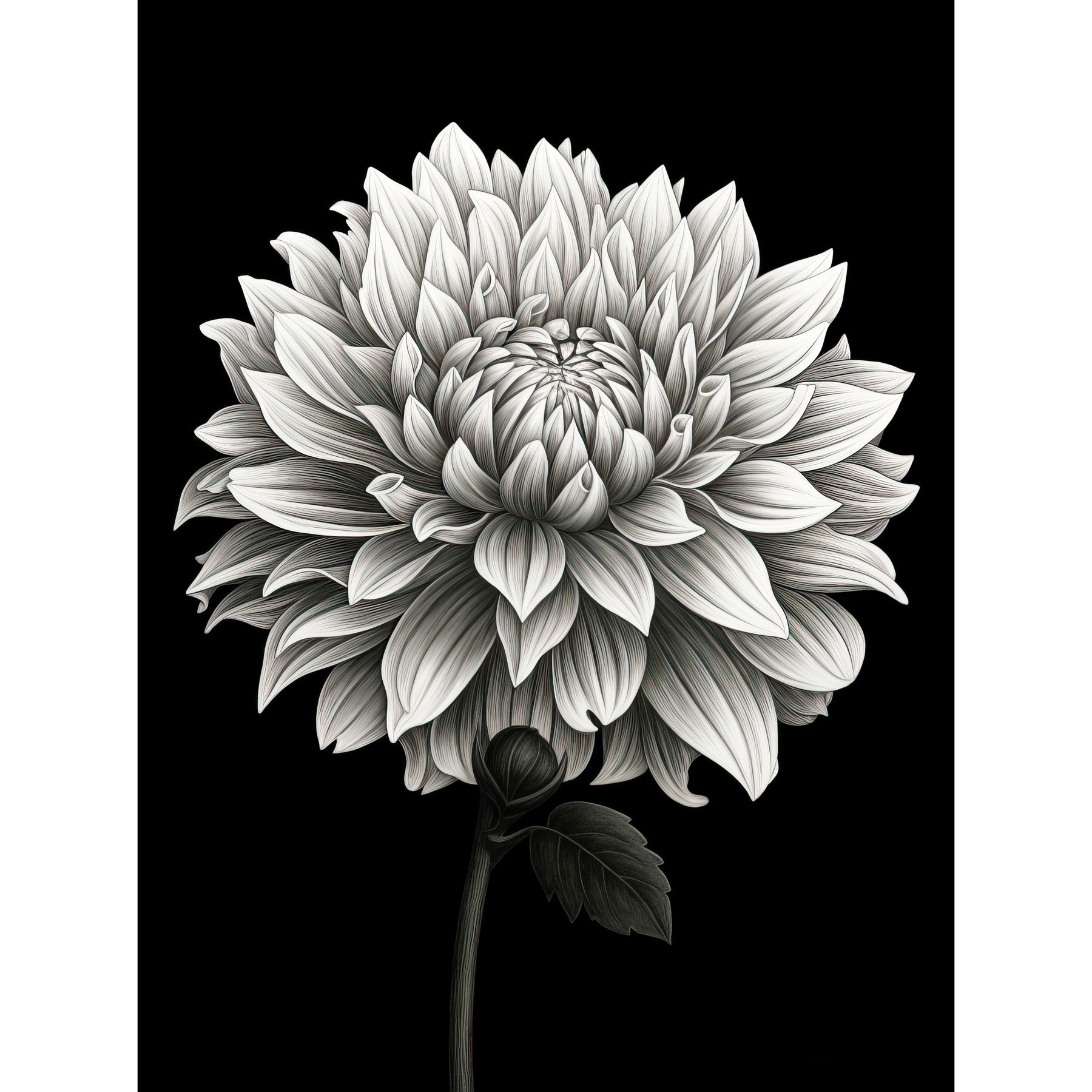 Dahlia Flower Bloom White on Black Illustration Framed Art Print