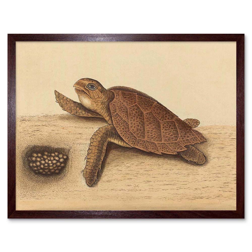 Mark Catesby English Hawks Bill Turtle Testudo Zoology 12x16 Inch Framed Print Ebay