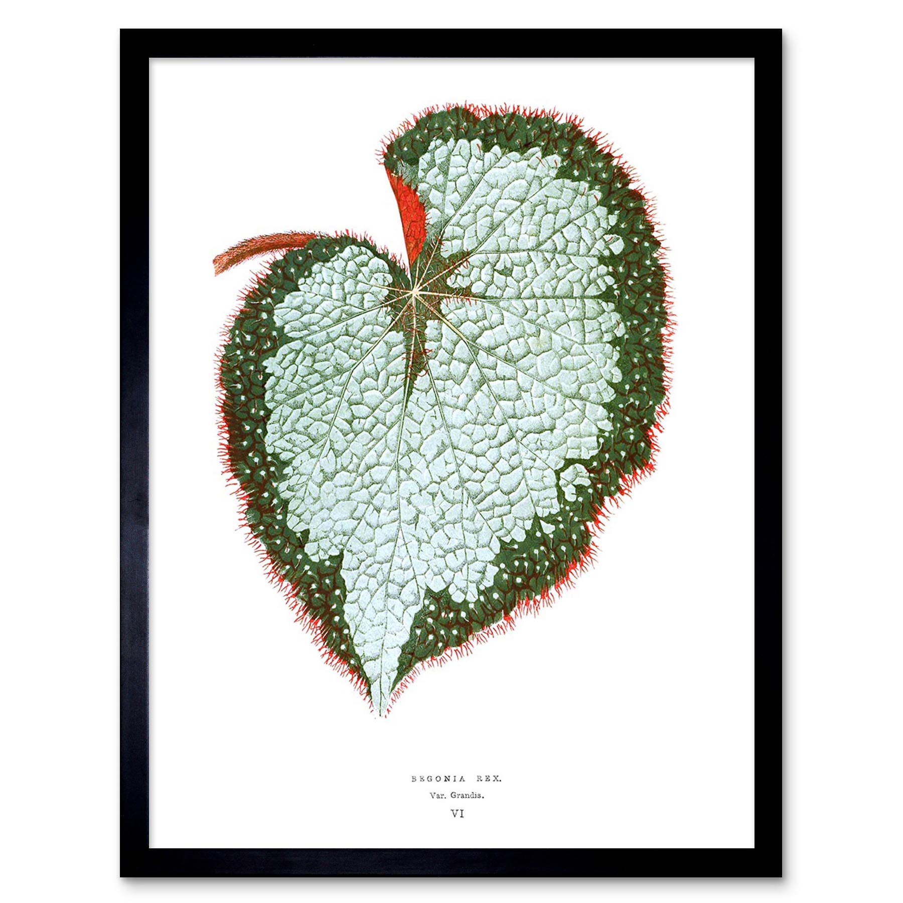 Leaf Begonia Rex Var Grandis 12X16 Inch Framed Art Print - Picture 2 of 24
