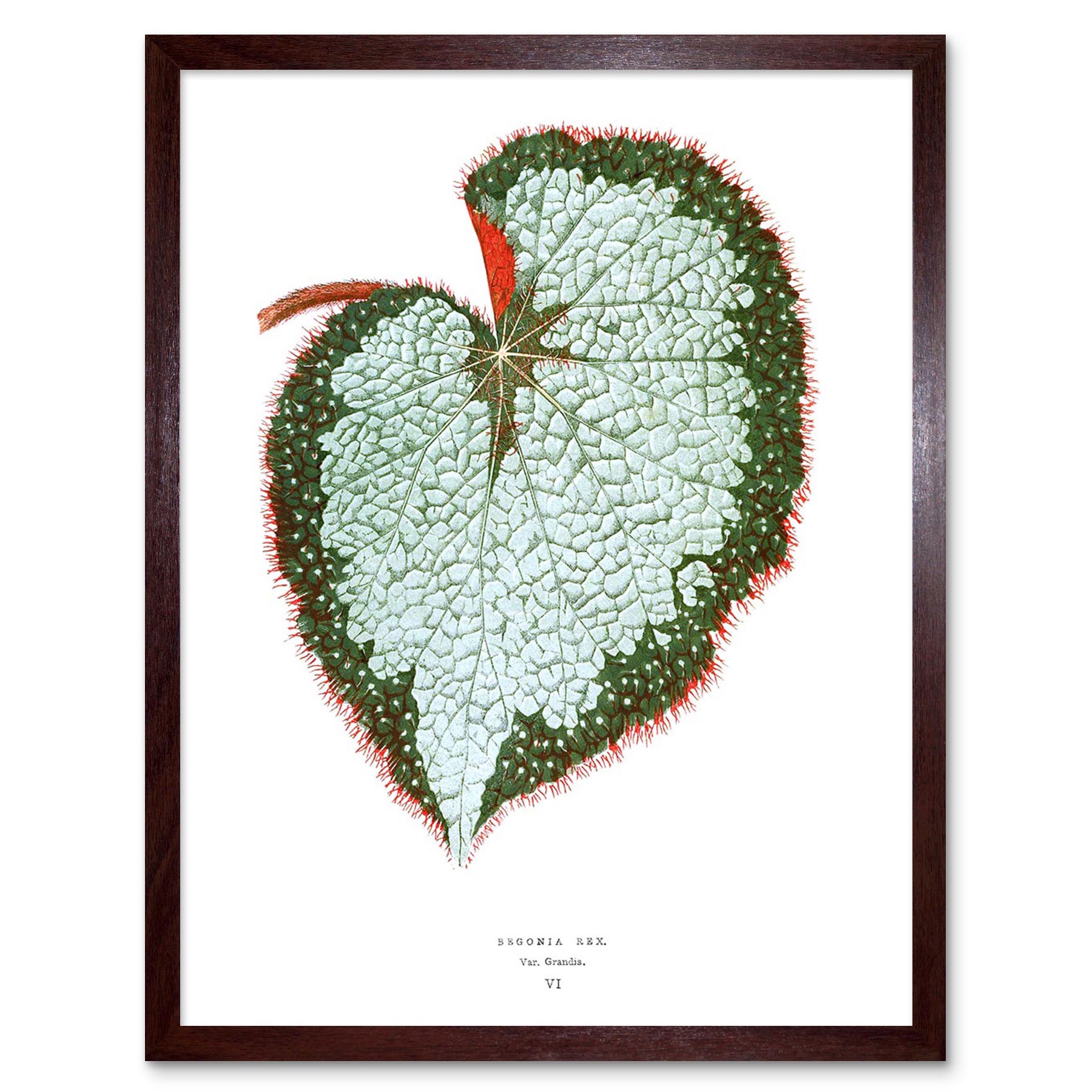 Leaf Begonia Rex Var Grandis 12X16 Inch Framed Art Print - Picture 7 of 24