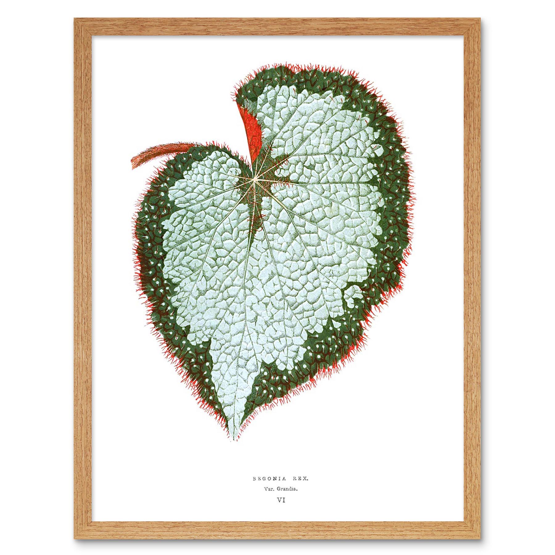 Leaf Begonia Rex Var Grandis 12X16 Inch Framed Art Print - Picture 12 of 24