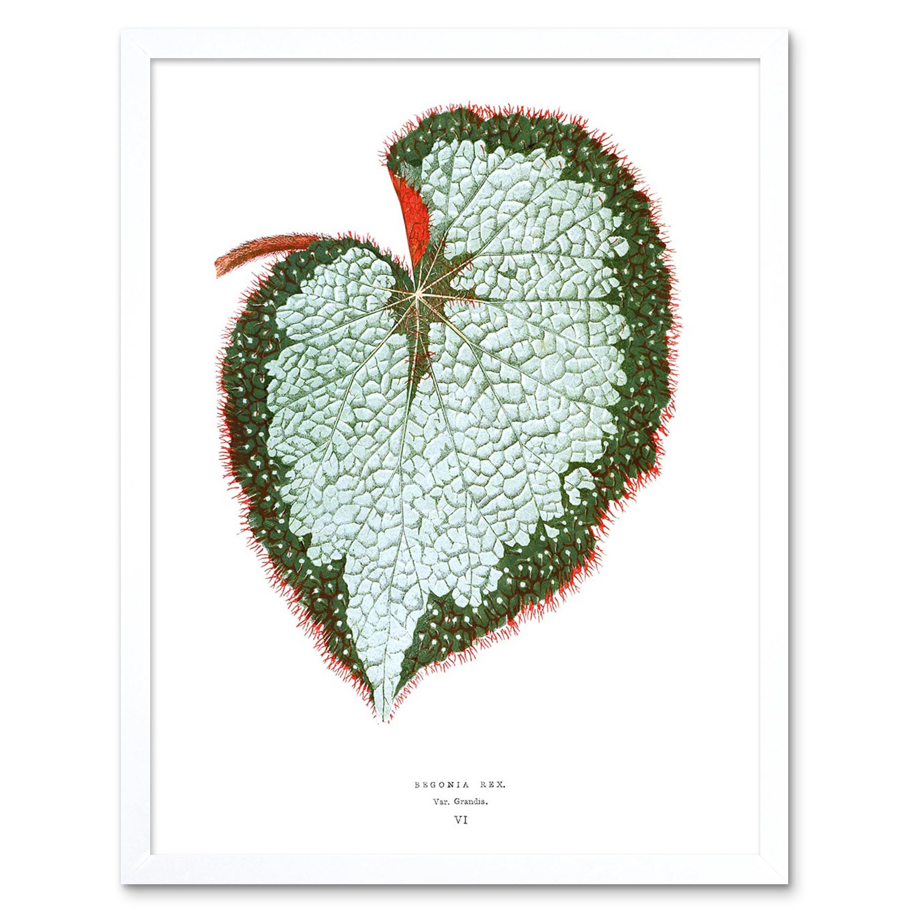 Leaf Begonia Rex Var Grandis 12X16 Inch Framed Art Print - Picture 17 of 24