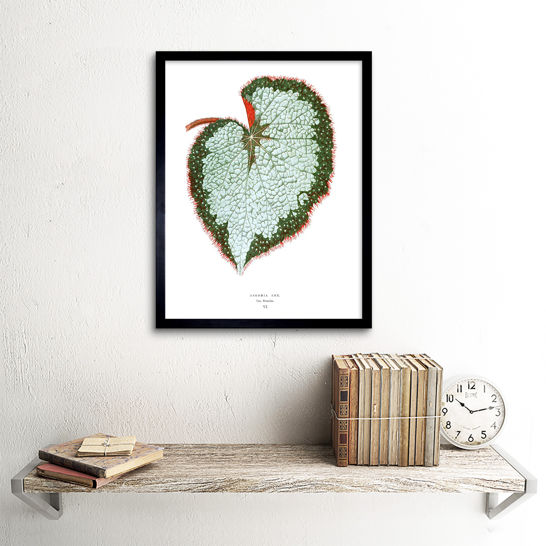 Leaf Begonia Rex Var Grandis 12X16 Inch Framed Art Print - Picture 3 of 24