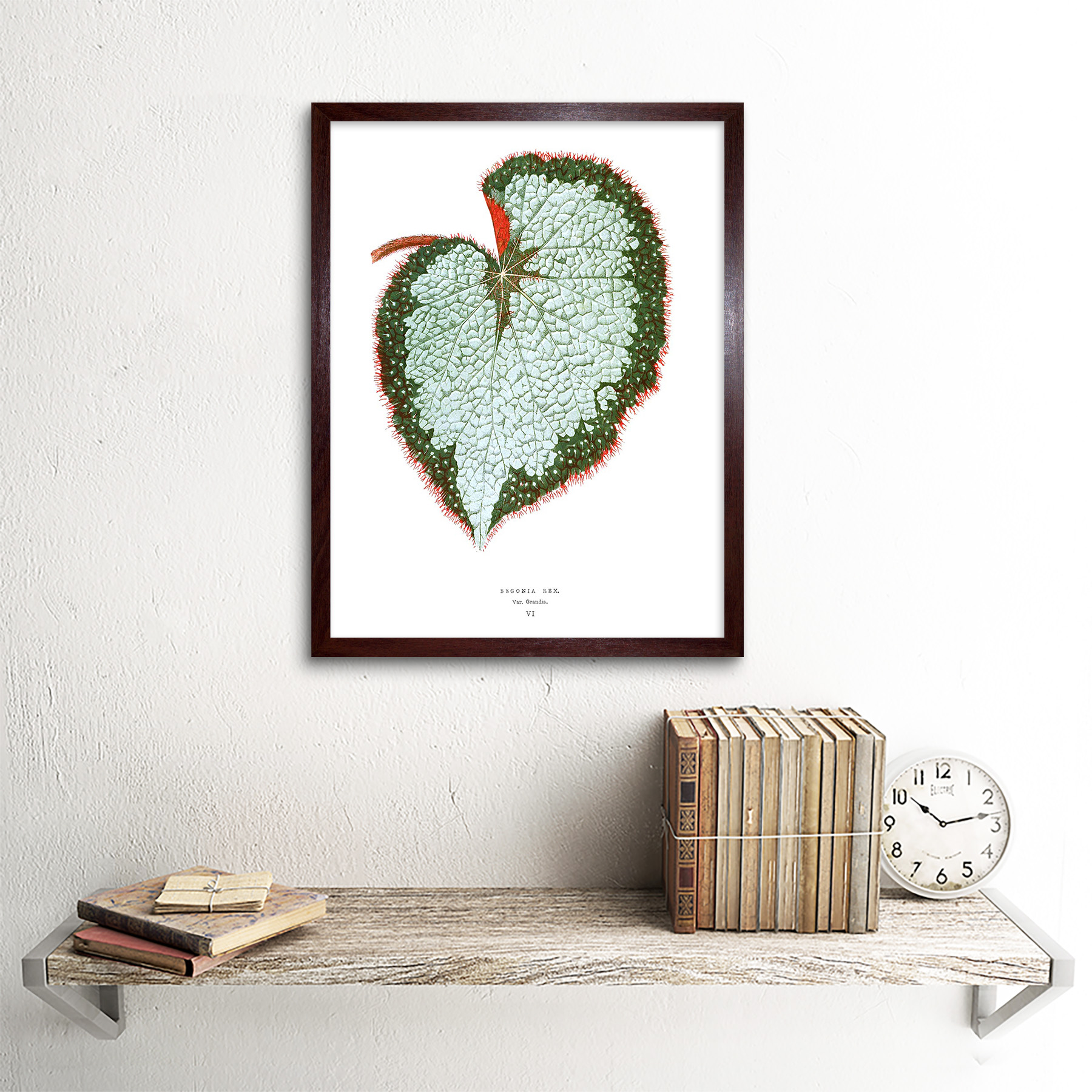 Leaf Begonia Rex Var Grandis 12X16 Inch Framed Art Print - Picture 8 of 24