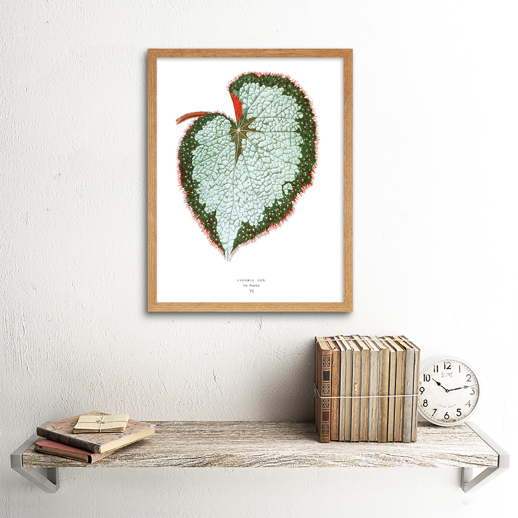 Leaf Begonia Rex Var Grandis 12X16 Inch Framed Art Print - Picture 13 of 24
