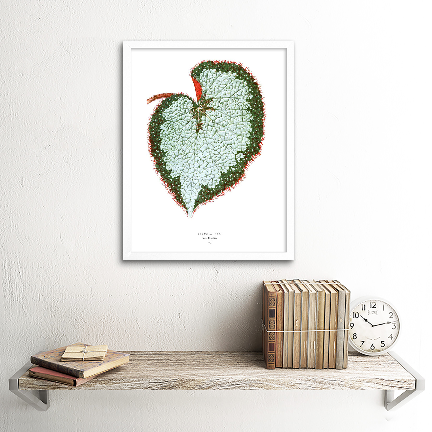 Leaf Begonia Rex Var Grandis 12X16 Inch Framed Art Print - Picture 18 of 24