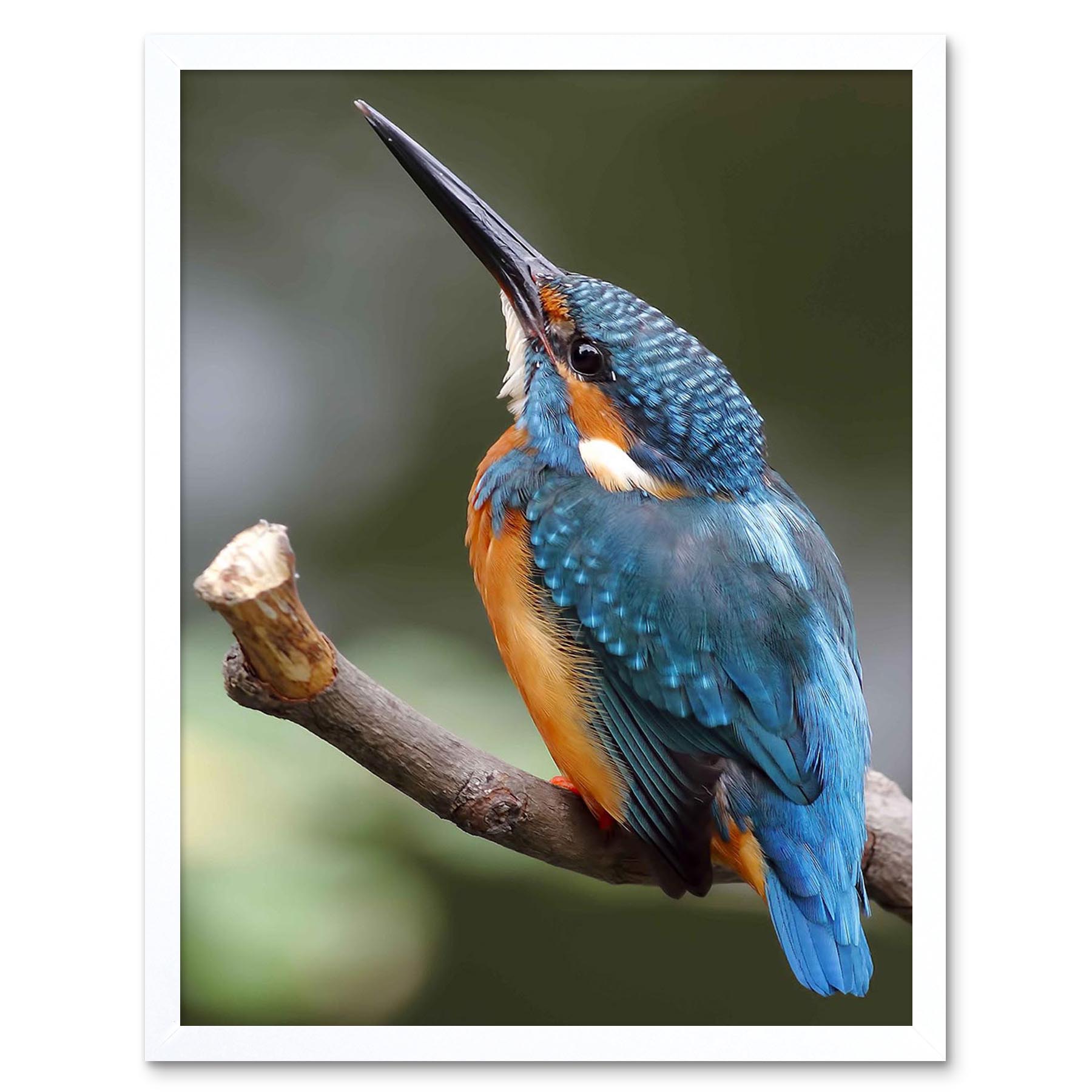 絵画J・HOOK KINGFISHER IN AN EXOTTC GARDEN 絵画J・HOOK KINGFISHER IN AN EXOTTC GARDEN D7-'Kingfisher in
