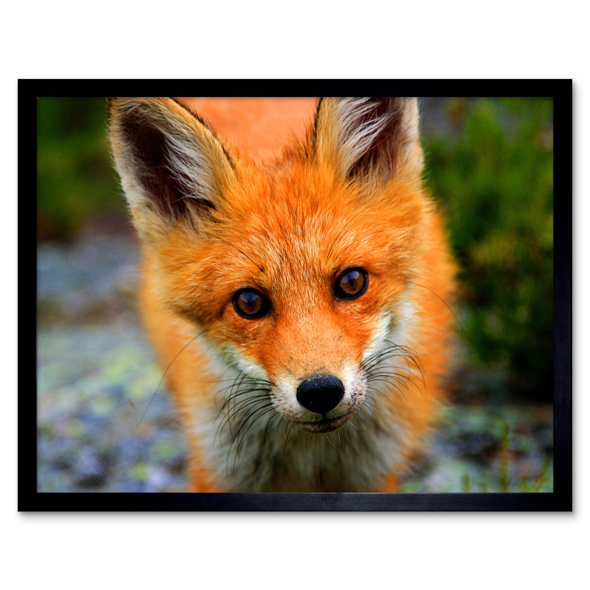 Baby Fox Portrait Woodland Animal Wildlife 12X16 Inch Framed Art Print