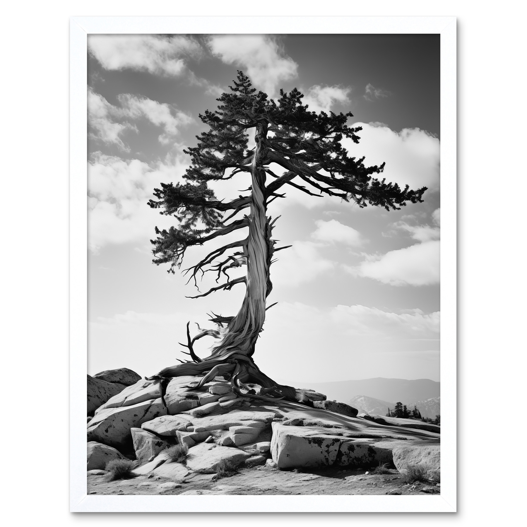Weathered Jeffrey Pine Standing on a Rocky Hill Black White Framed Art 12x16