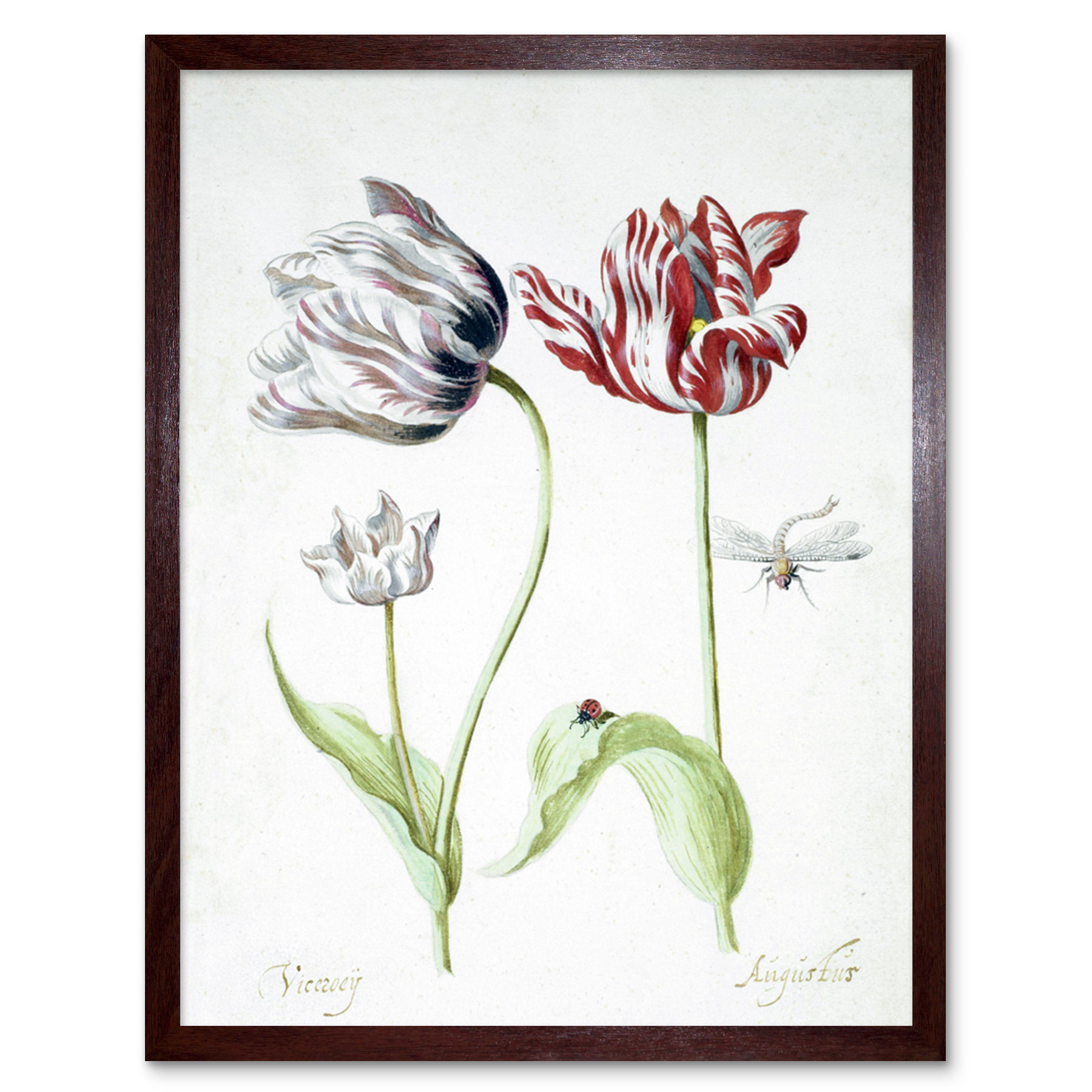 Jacob Marrel Two Tulips Insects Drawing Wall Art Print Framed