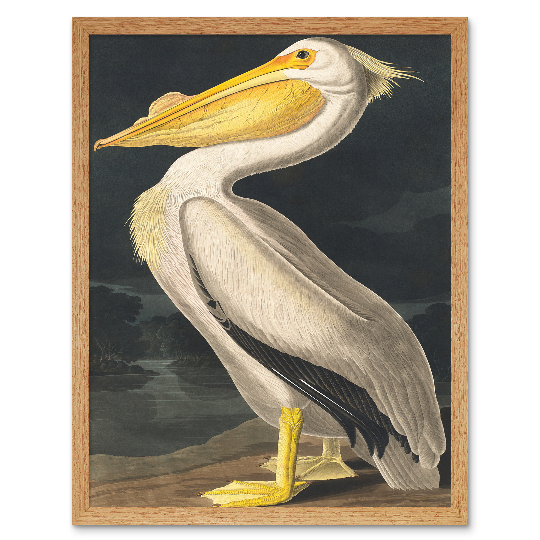John James Audubon Style Pelican Bird Framed Wall Art Picture Print 12x16