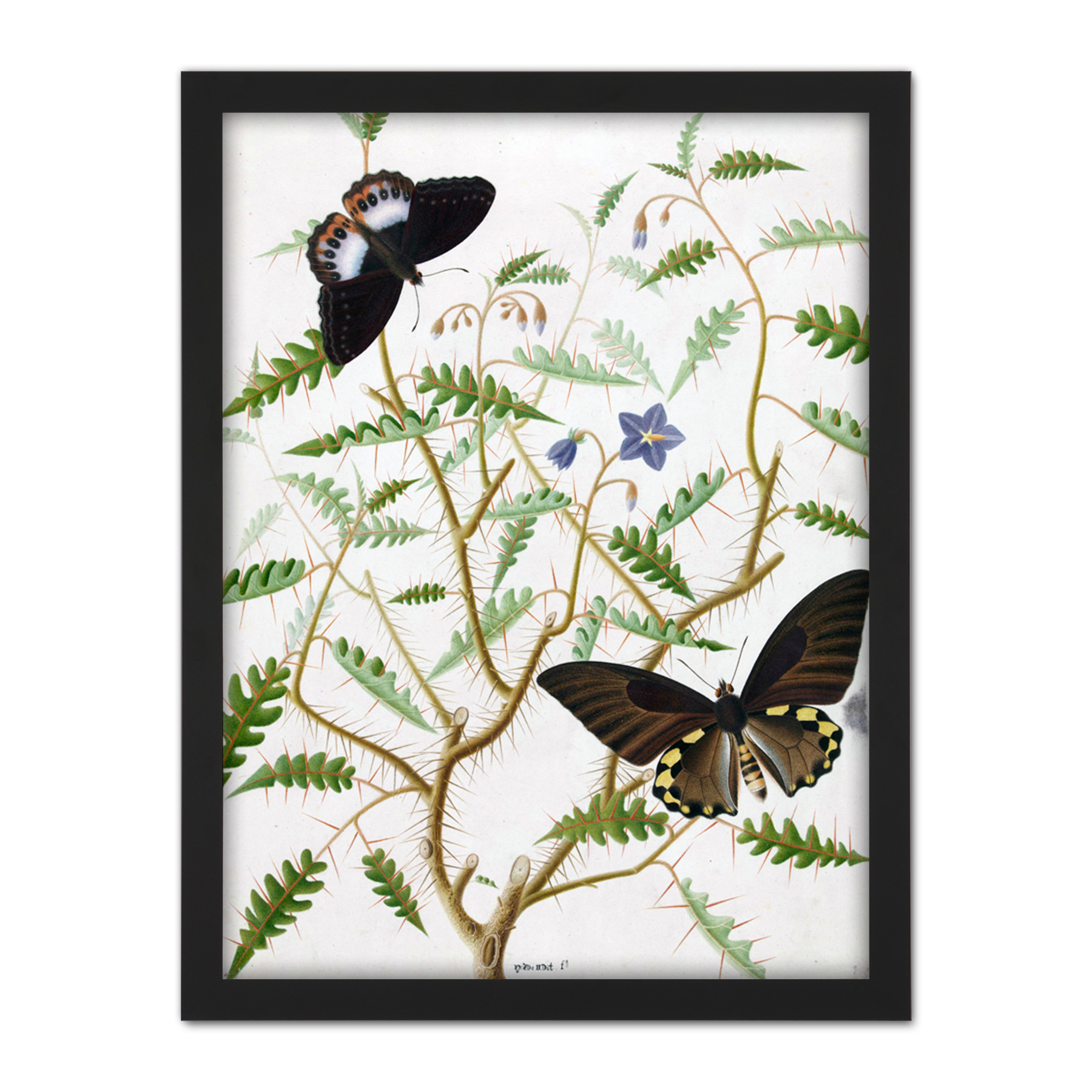 De Wit Two Exotic Butterflies Blooming Bush Framed Wall Art Print 18X24 In - Bild 2 von 25