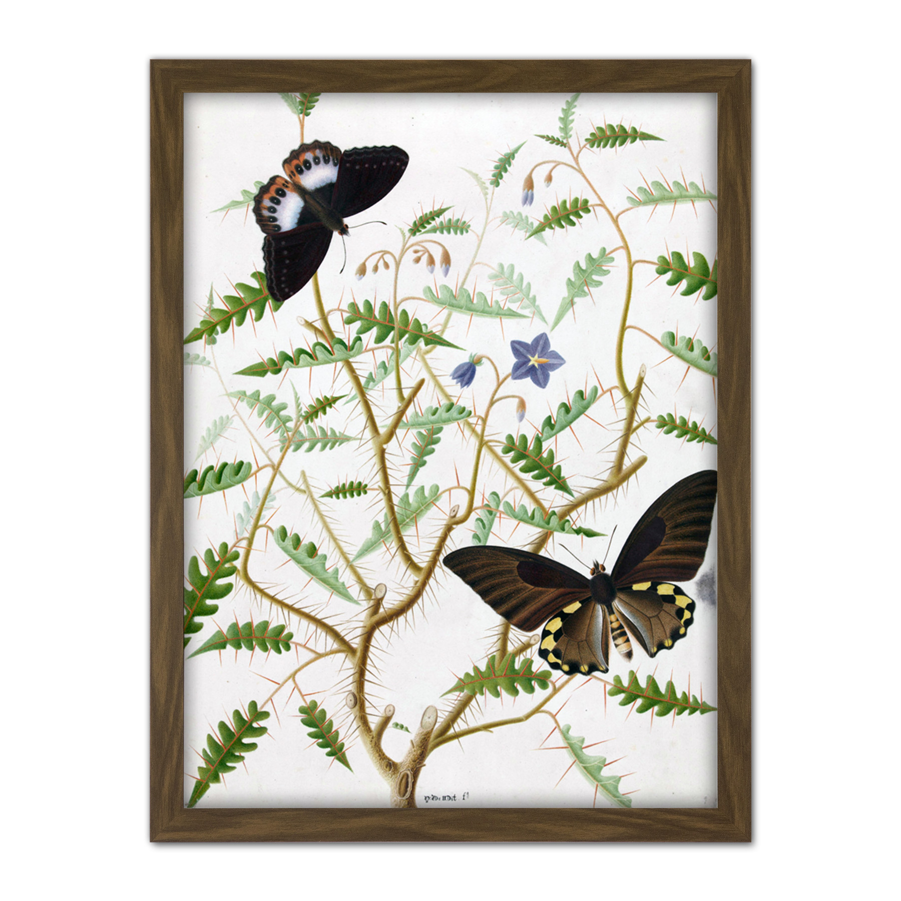 De Wit Two Exotic Butterflies Blooming Bush Framed Wall Art Print 18X24 In - Bild 8 von 25