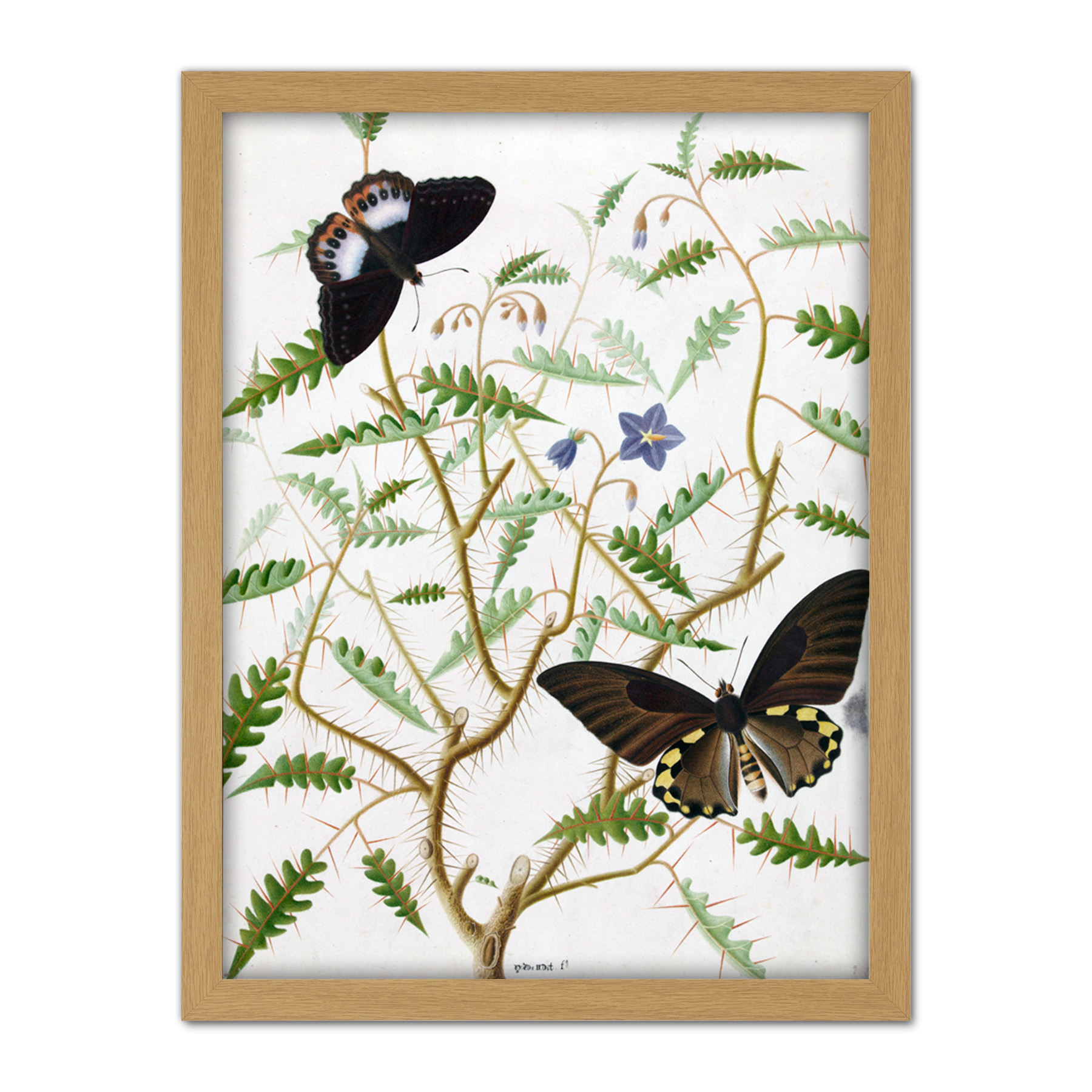 De Wit Two Exotic Butterflies Blooming Bush Framed Wall Art Print 18X24 In - Bild 14 von 25