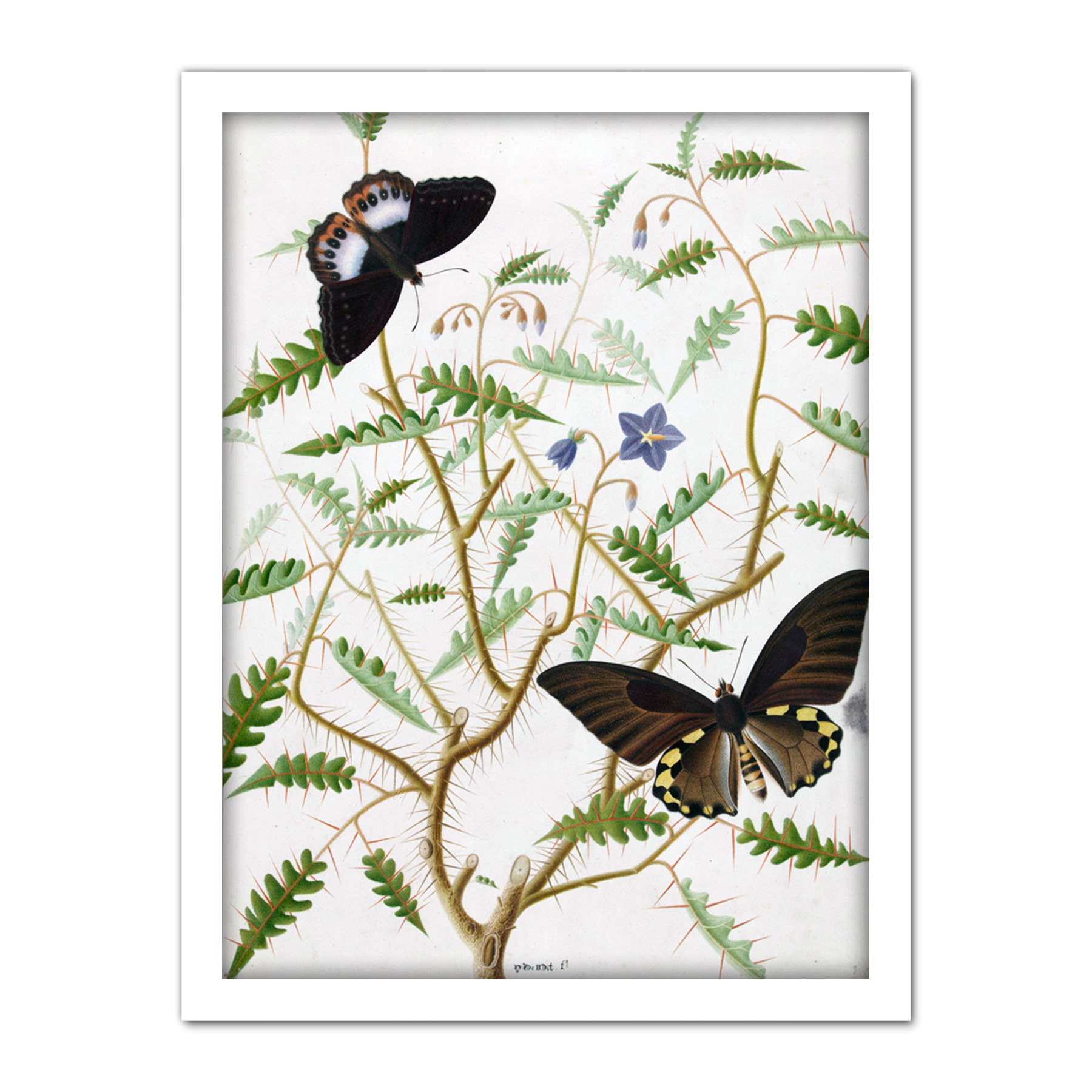 De Wit Two Exotic Butterflies Blooming Bush Framed Wall Art Print 18X24 In - Bild 20 von 25