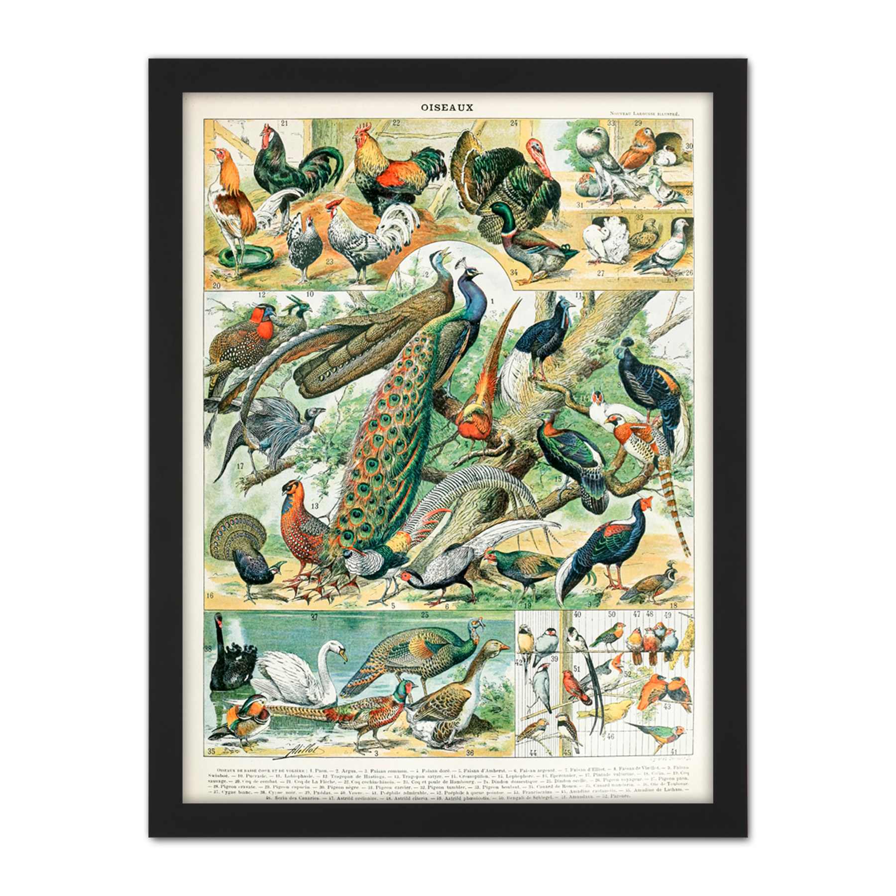 Millot Encyclopedia Page Birds Peacock Chicken Framed Wall Art Print 18X24 In - Bild 2 von 25