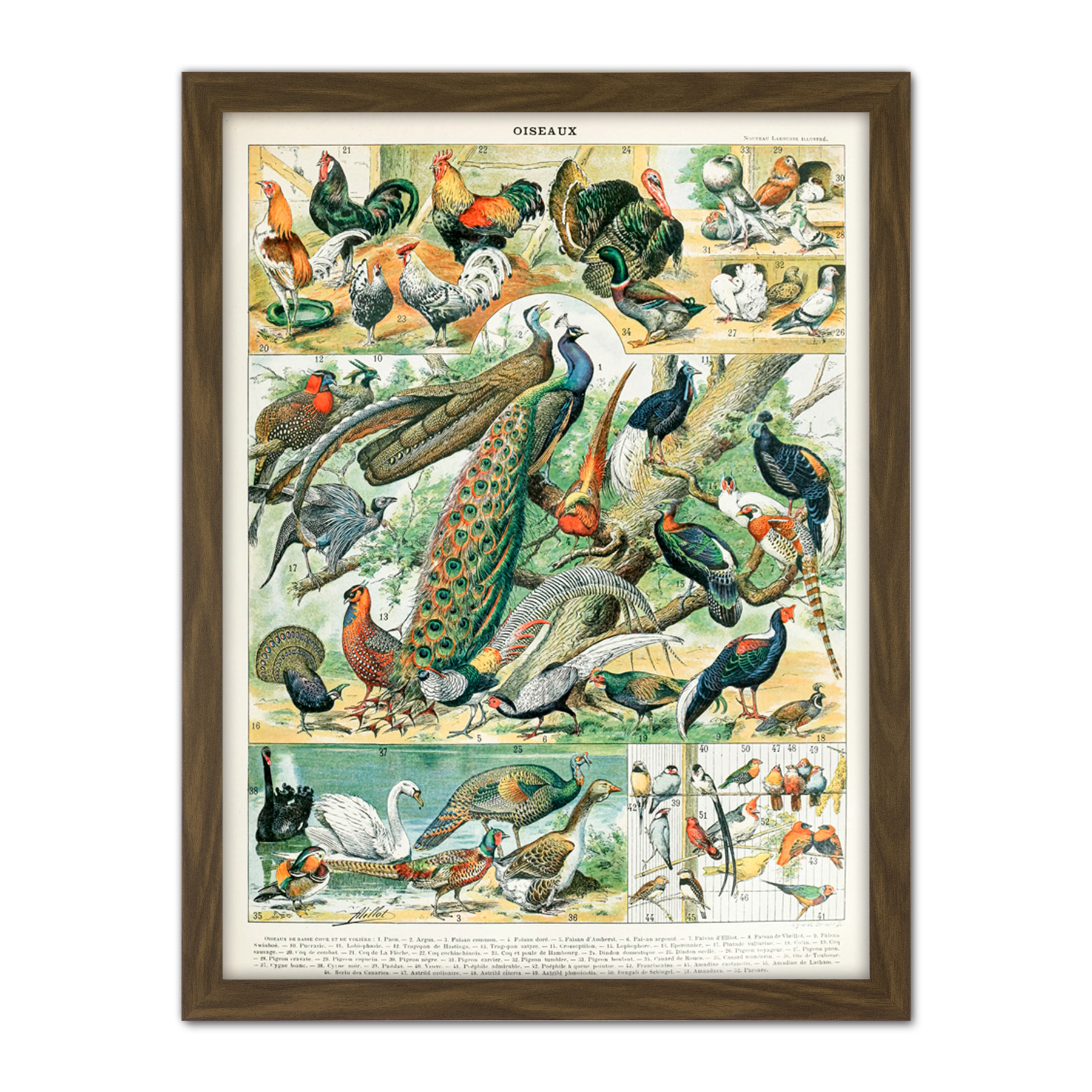 Millot Encyclopedia Page Birds Peacock Chicken Framed Wall Art Print 18X24 In - Bild 8 von 25