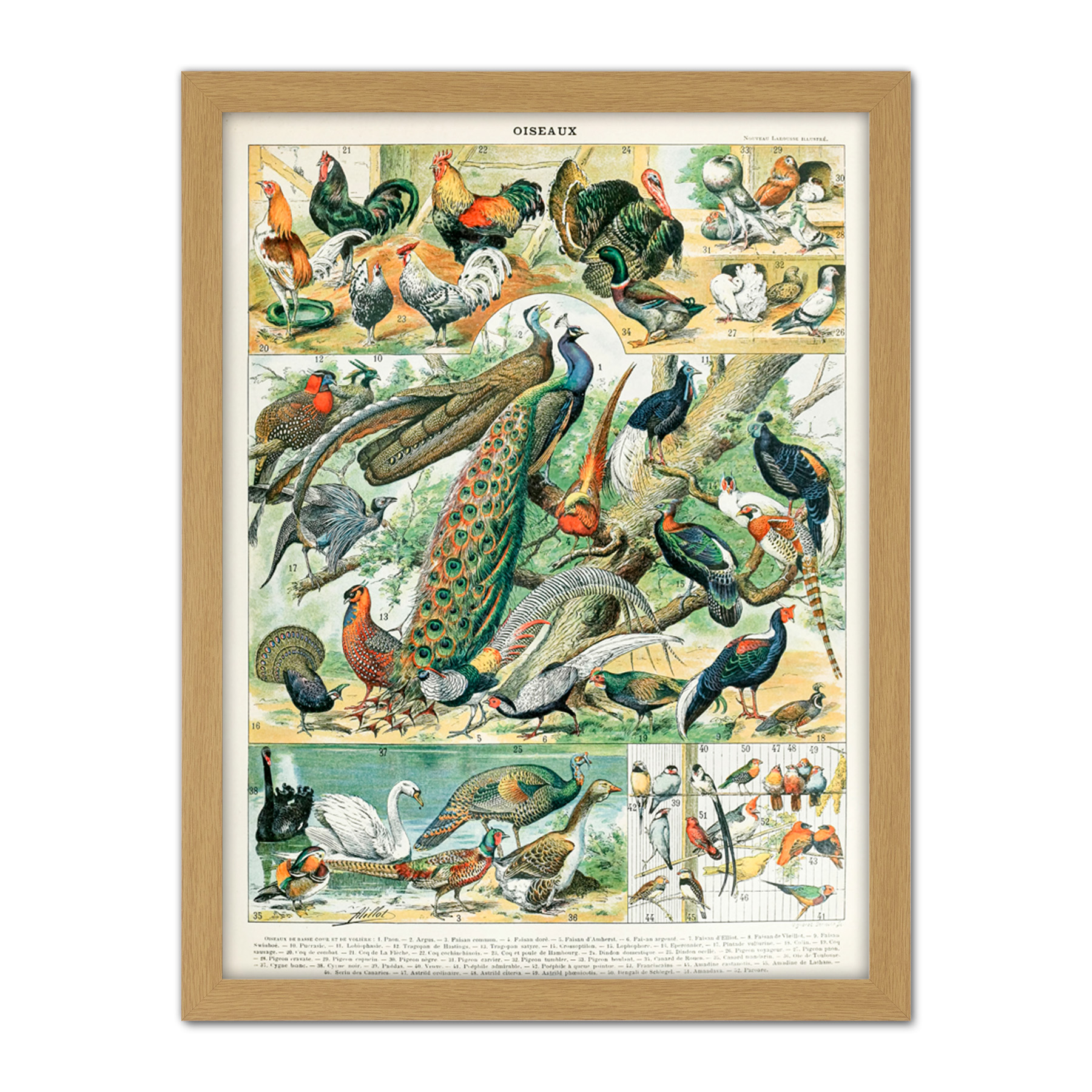 Millot Encyclopedia Page Birds Peacock Chicken Framed Wall Art Print 18X24 In - Bild 14 von 25