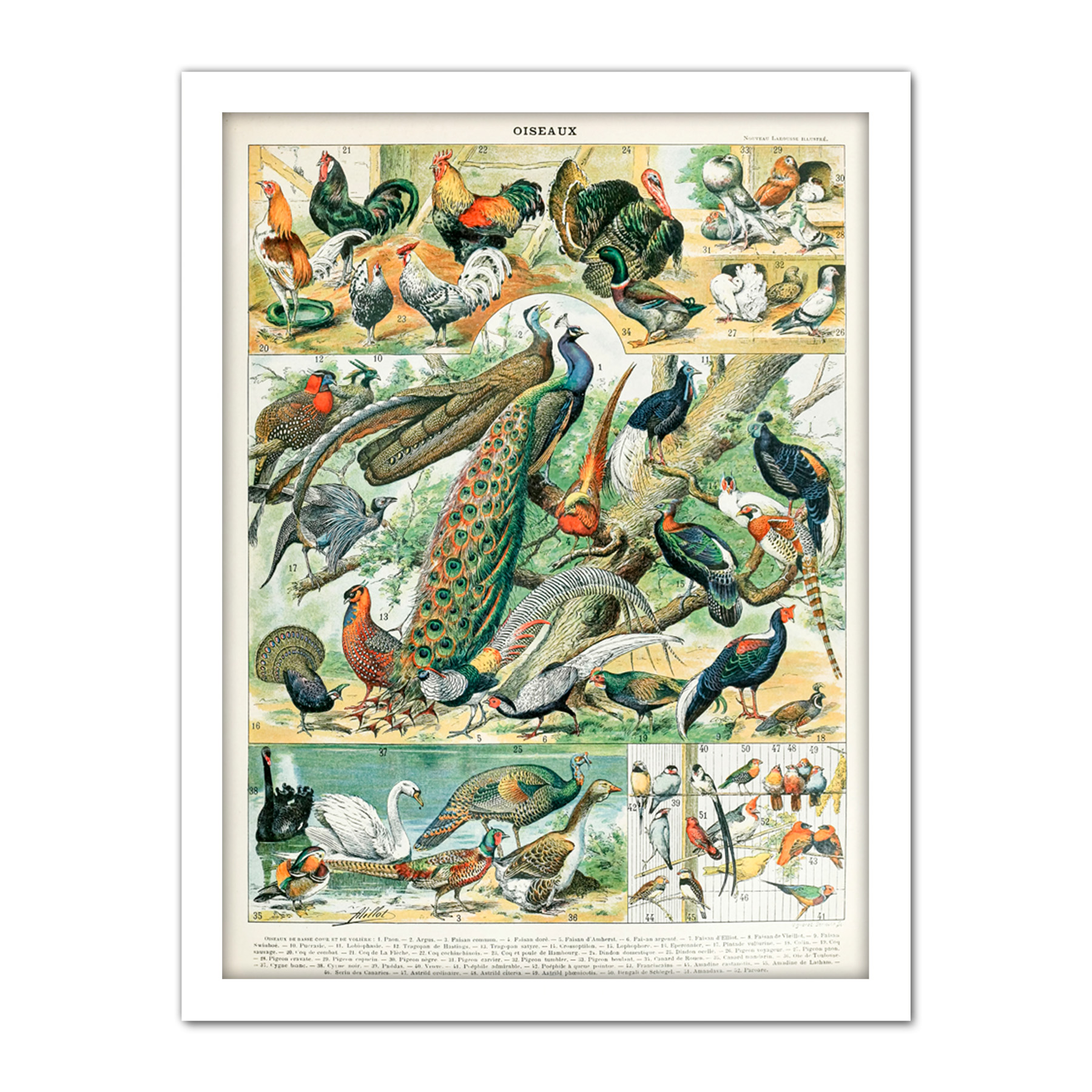 Millot Encyclopedia Page Birds Peacock Chicken Framed Wall Art Print 18X24 In - Bild 20 von 25