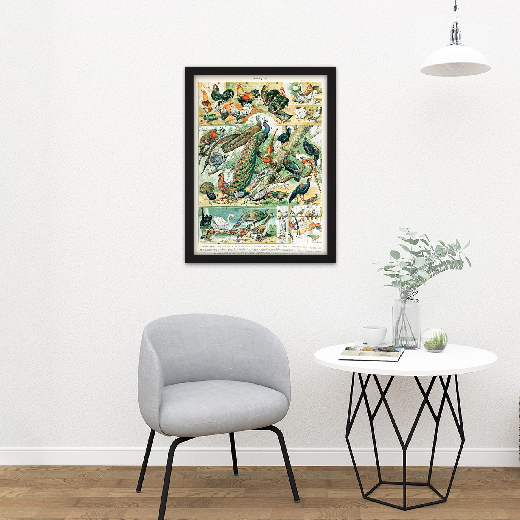 Millot Encyclopedia Page Birds Peacock Chicken Framed Wall Art Print 18X24 In - Bild 3 von 25