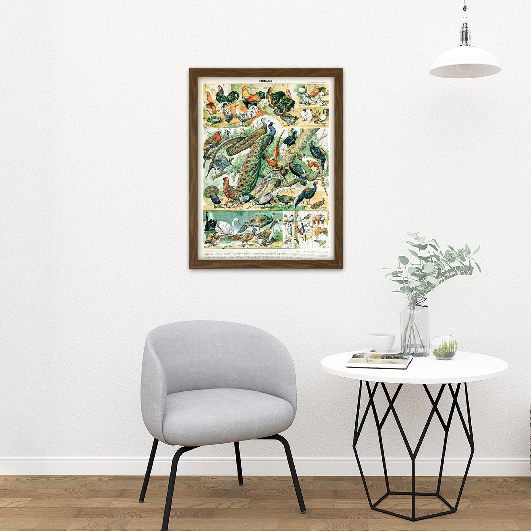 Millot Encyclopedia Page Birds Peacock Chicken Framed Wall Art Print 18X24 In - Bild 9 von 25