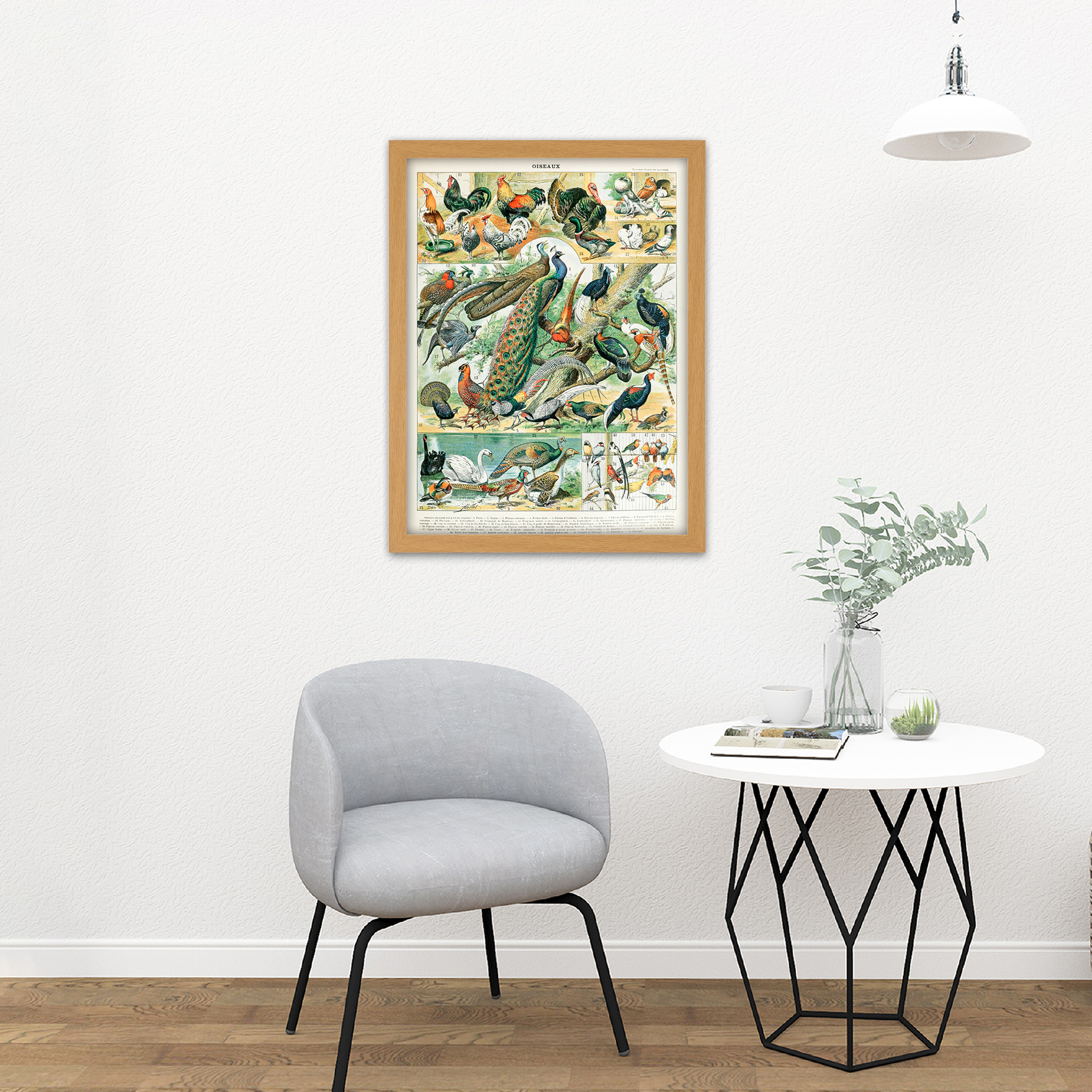 Millot Encyclopedia Page Birds Peacock Chicken Framed Wall Art Print 18X24 In - Bild 15 von 25