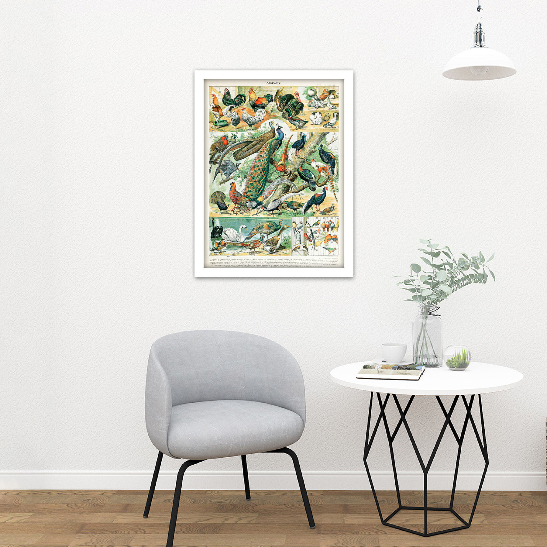 Millot Encyclopedia Page Birds Peacock Chicken Framed Wall Art Print 18X24 In - Bild 21 von 25