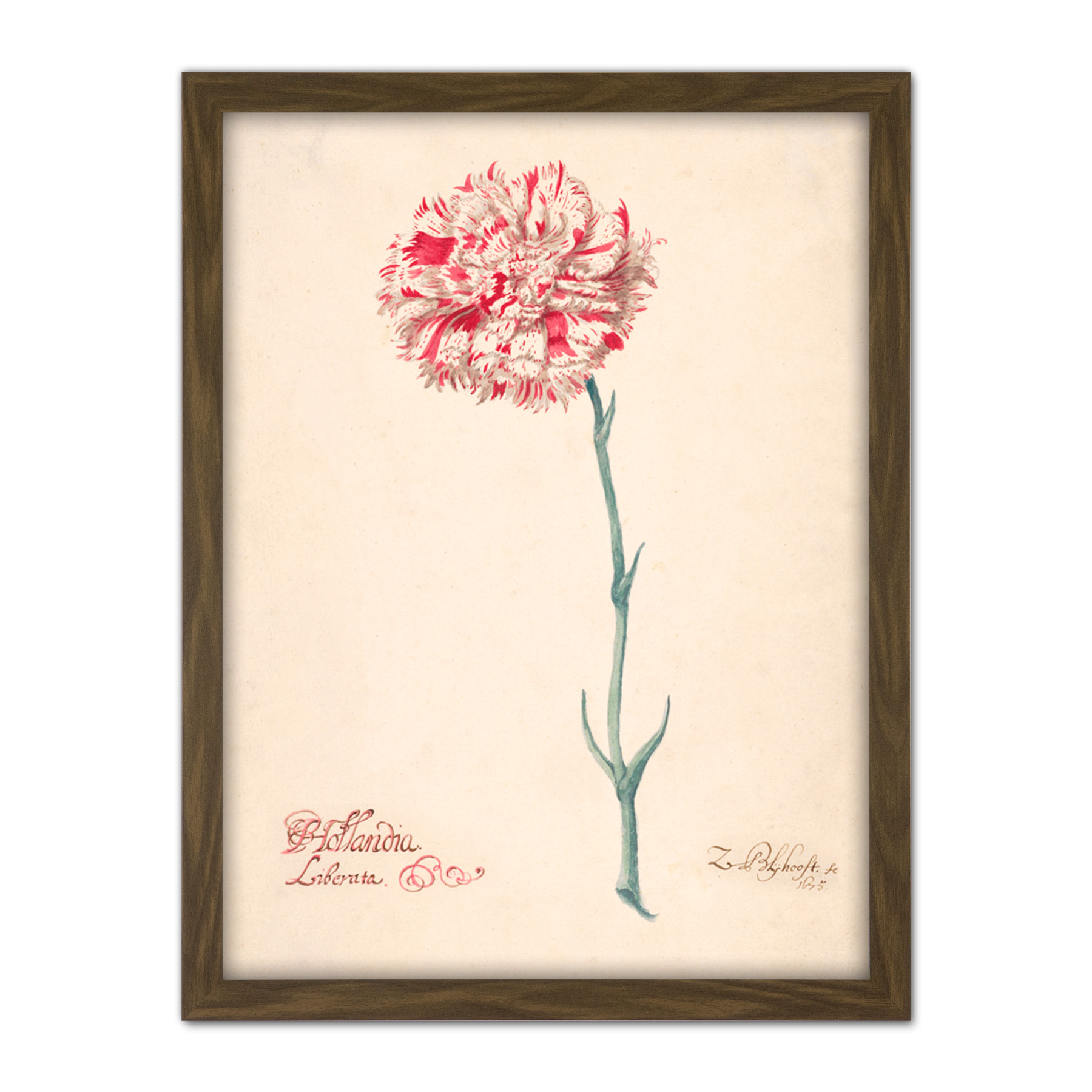 Blyhooft Carnation Hollandia Liberata Flower Painting Framed Wall Art Print - Bild 8 von 25