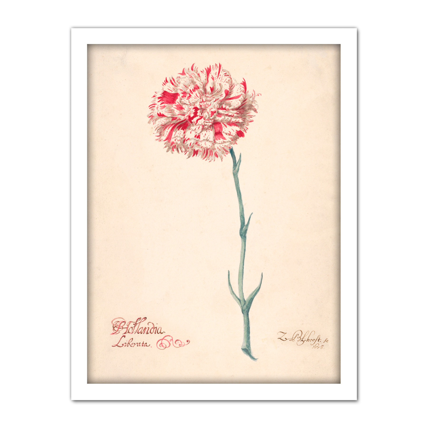 Blyhooft Carnation Hollandia Liberata Flower Painting Framed Wall Art Print - Bild 20 von 25