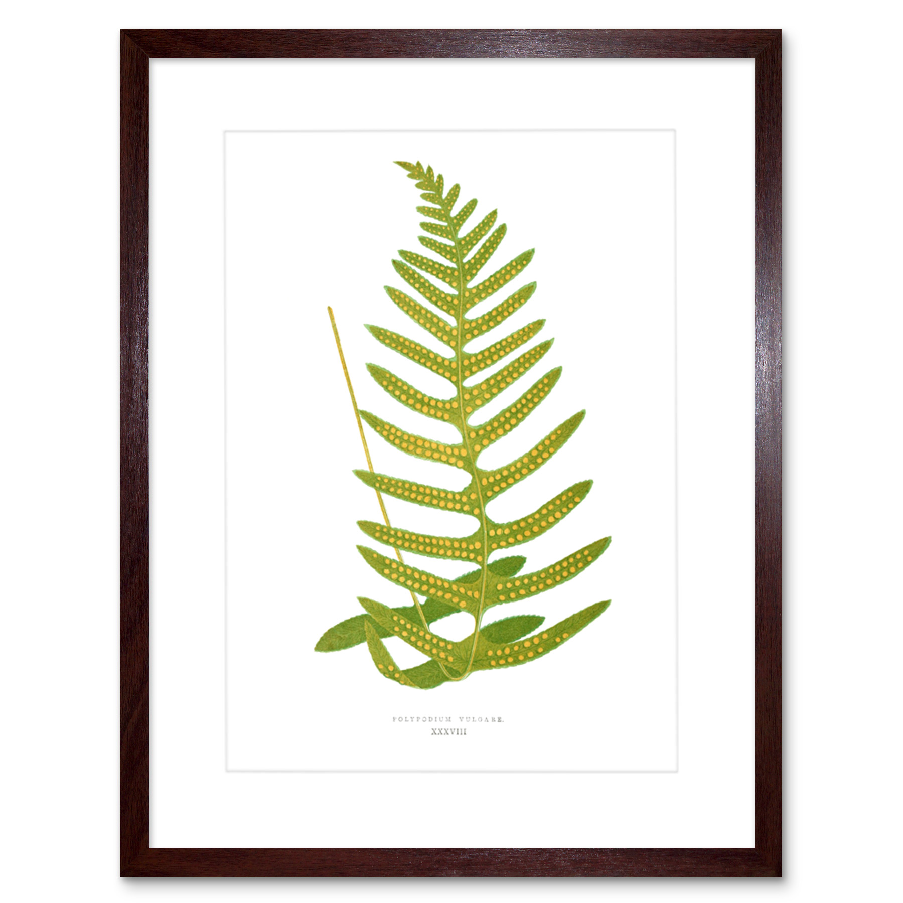 Fern Polypodium Vulgare Art Print Framed Poster Wall Decor