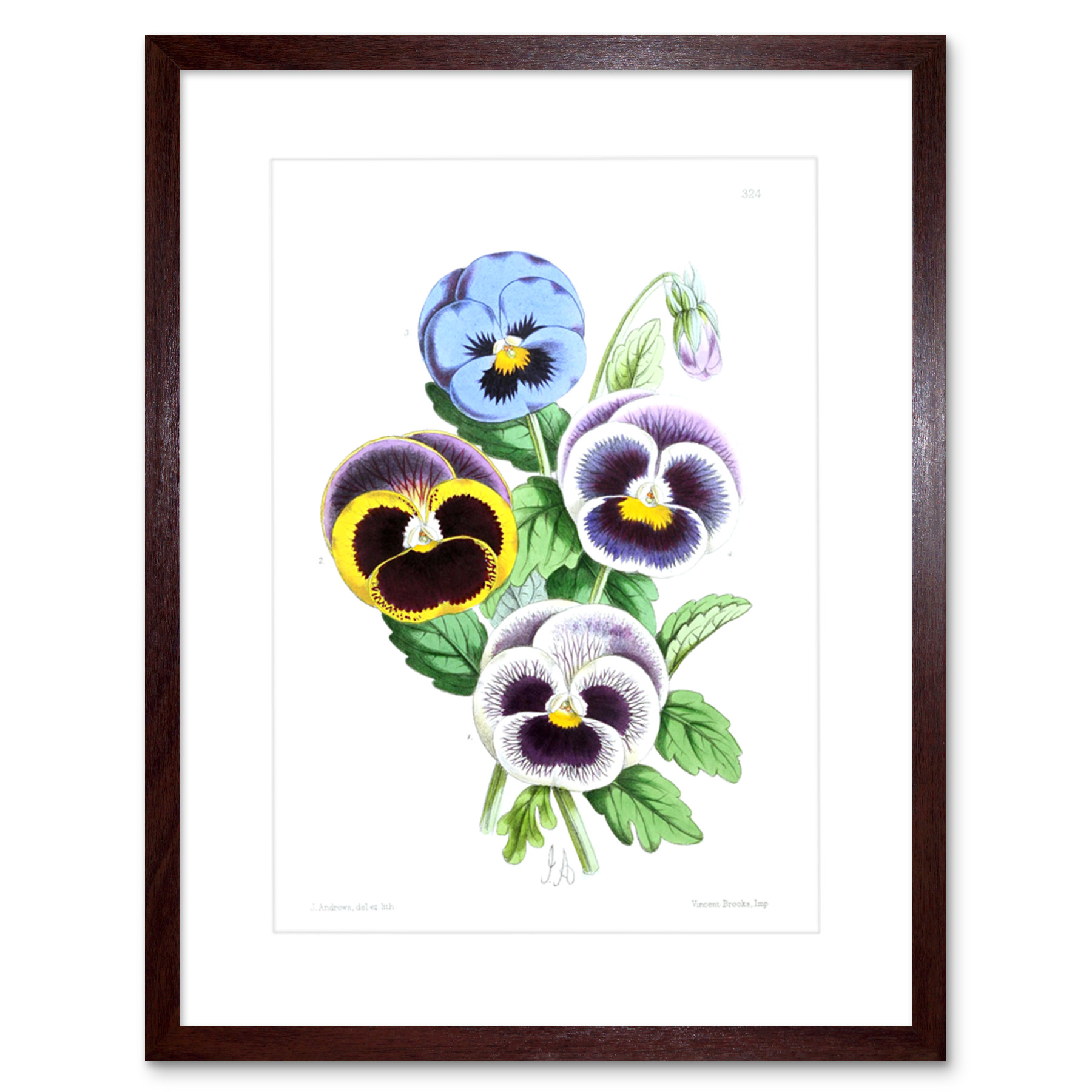 Flower Pansies Viola Illustration Art Print Framed Poster Wall Decor