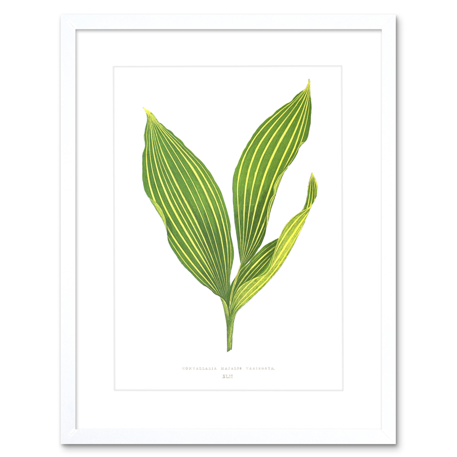 Leaf Convallaria Majalis Variegata Art Print Framed Poster Wall Decor