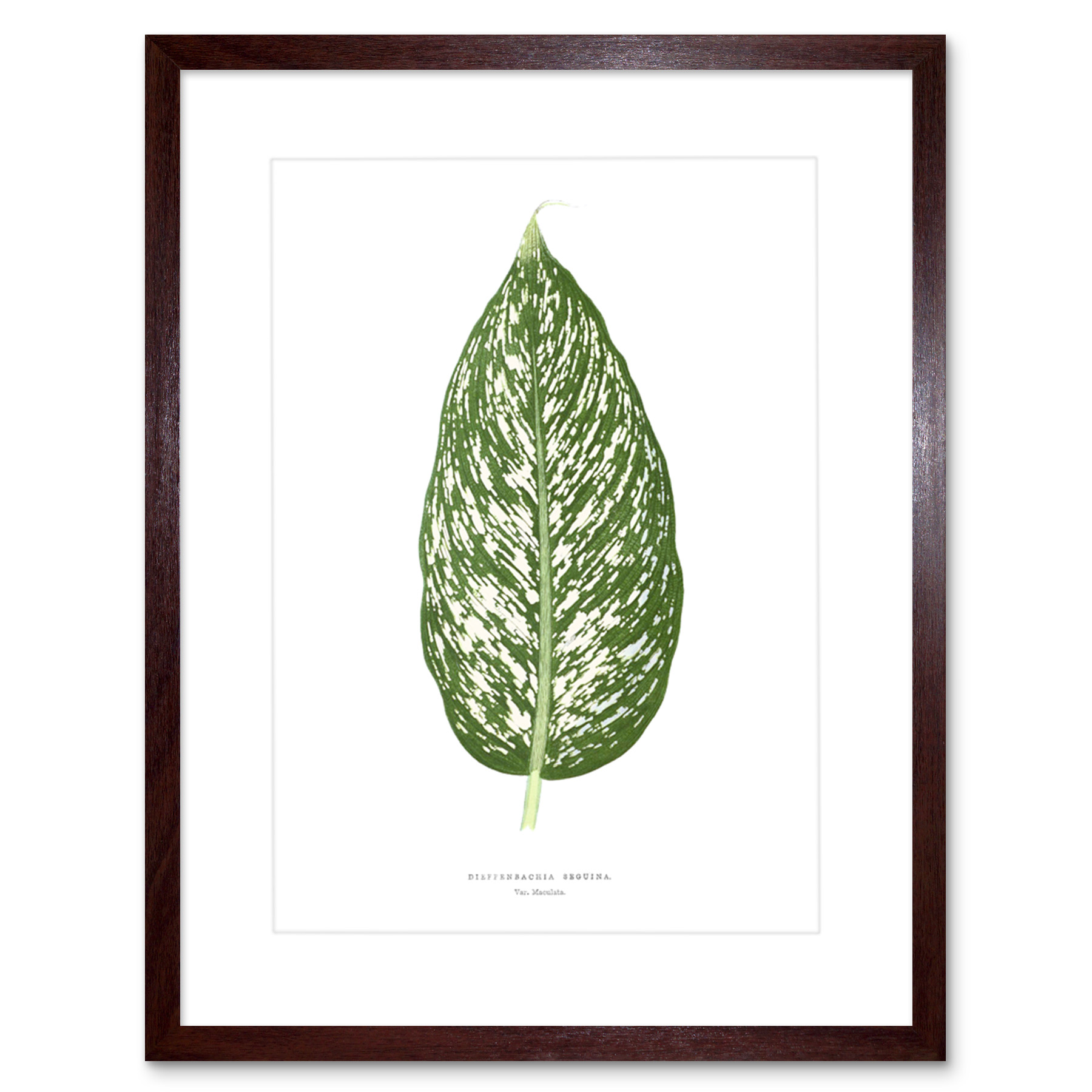 Blatt Dieffenbachia Seguina Gerahmter Kunstdruck 18x23 cm - Bild 7 von 21