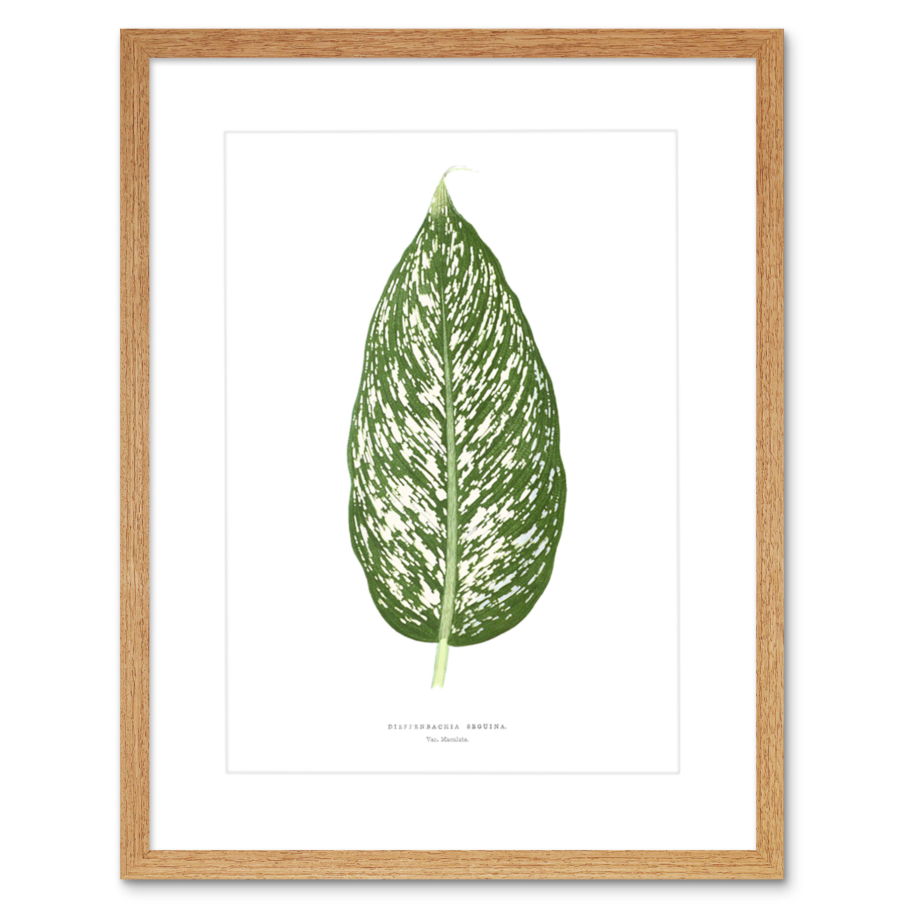 Blatt Dieffenbachia Seguina Gerahmter Kunstdruck 18x23 cm - Bild 12 von 21