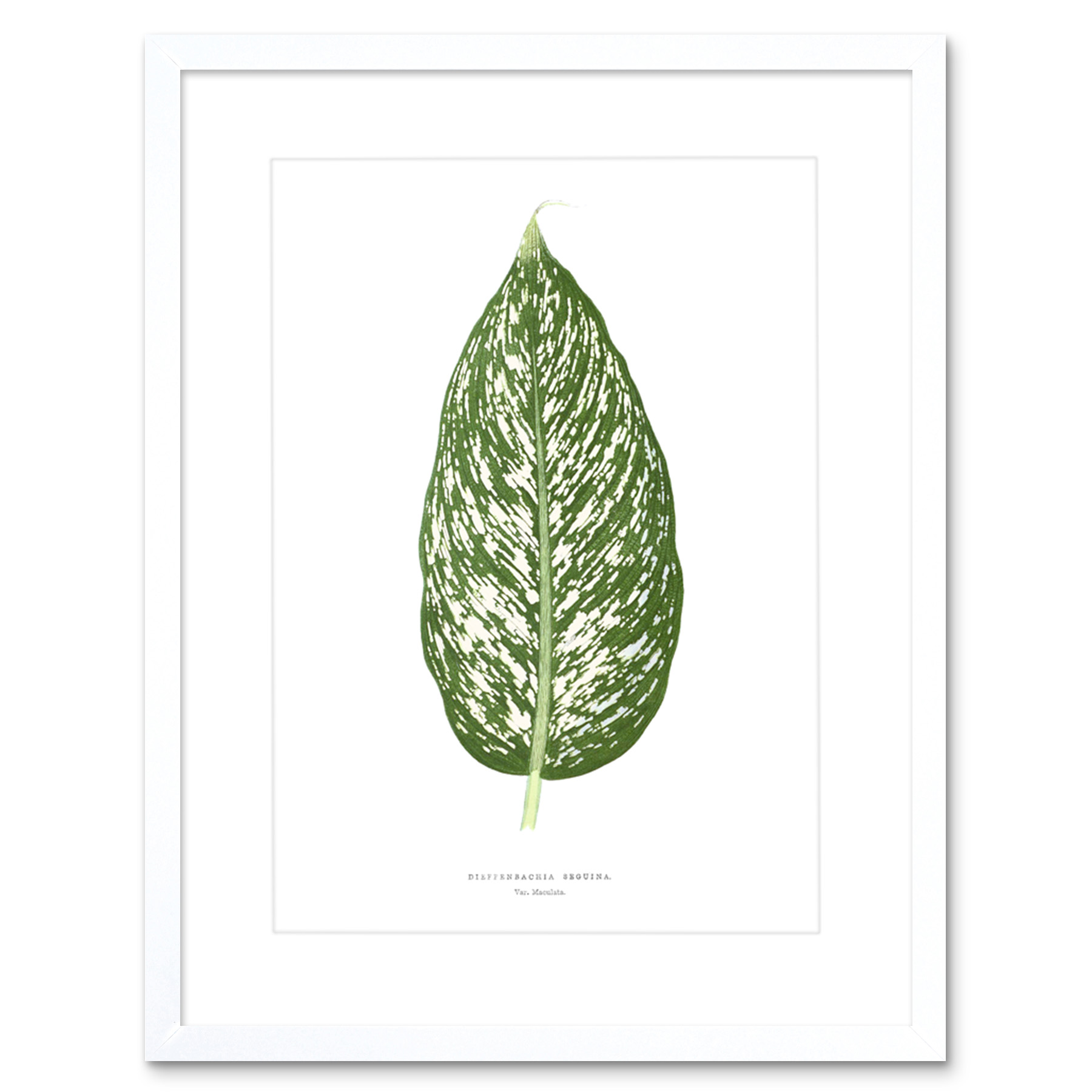 Blatt Dieffenbachia Seguina Gerahmter Kunstdruck 18x23 cm - Bild 17 von 21