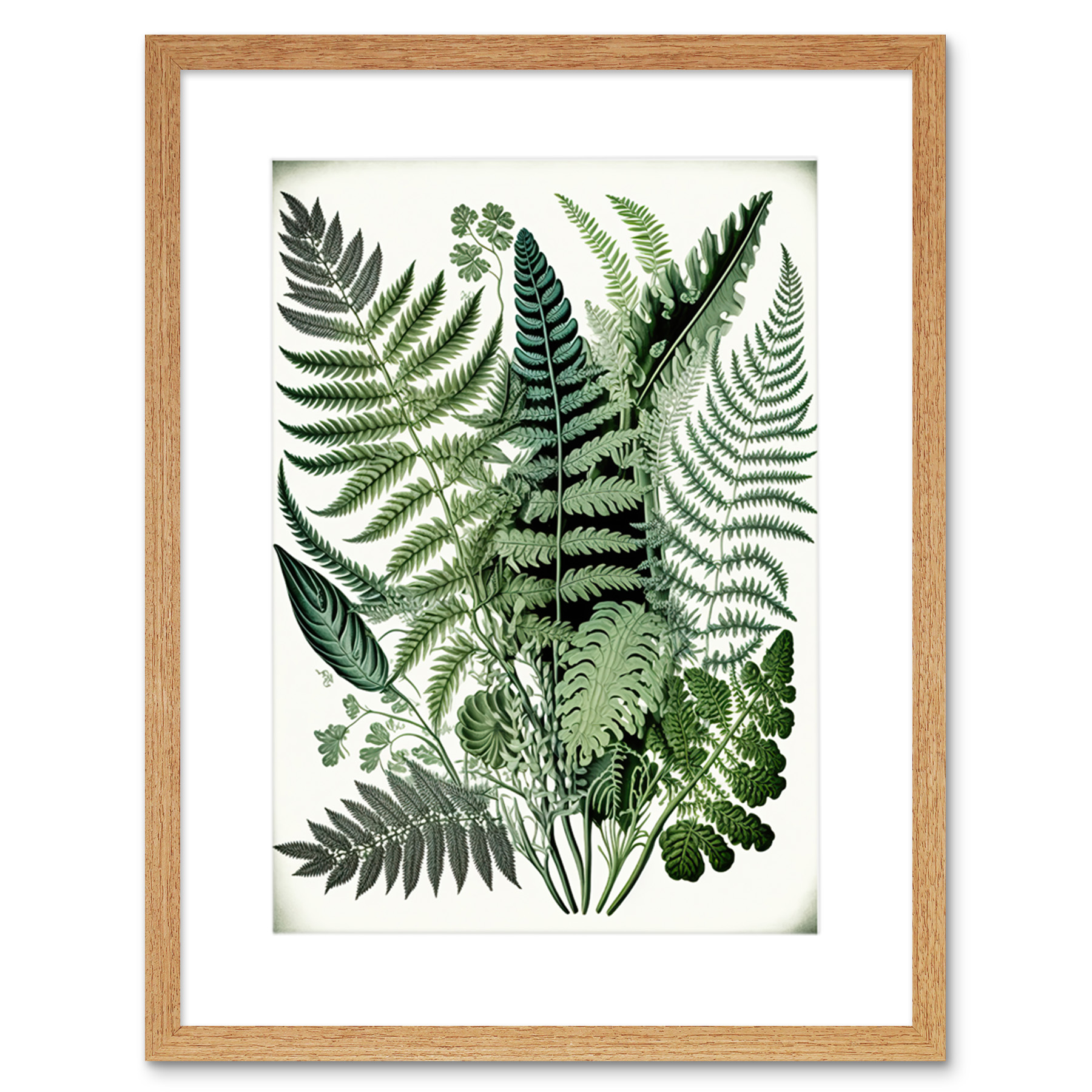 Haeckel Style Fern Fronds Watercolour Illustration Framed Wall Art Picture 9X7""