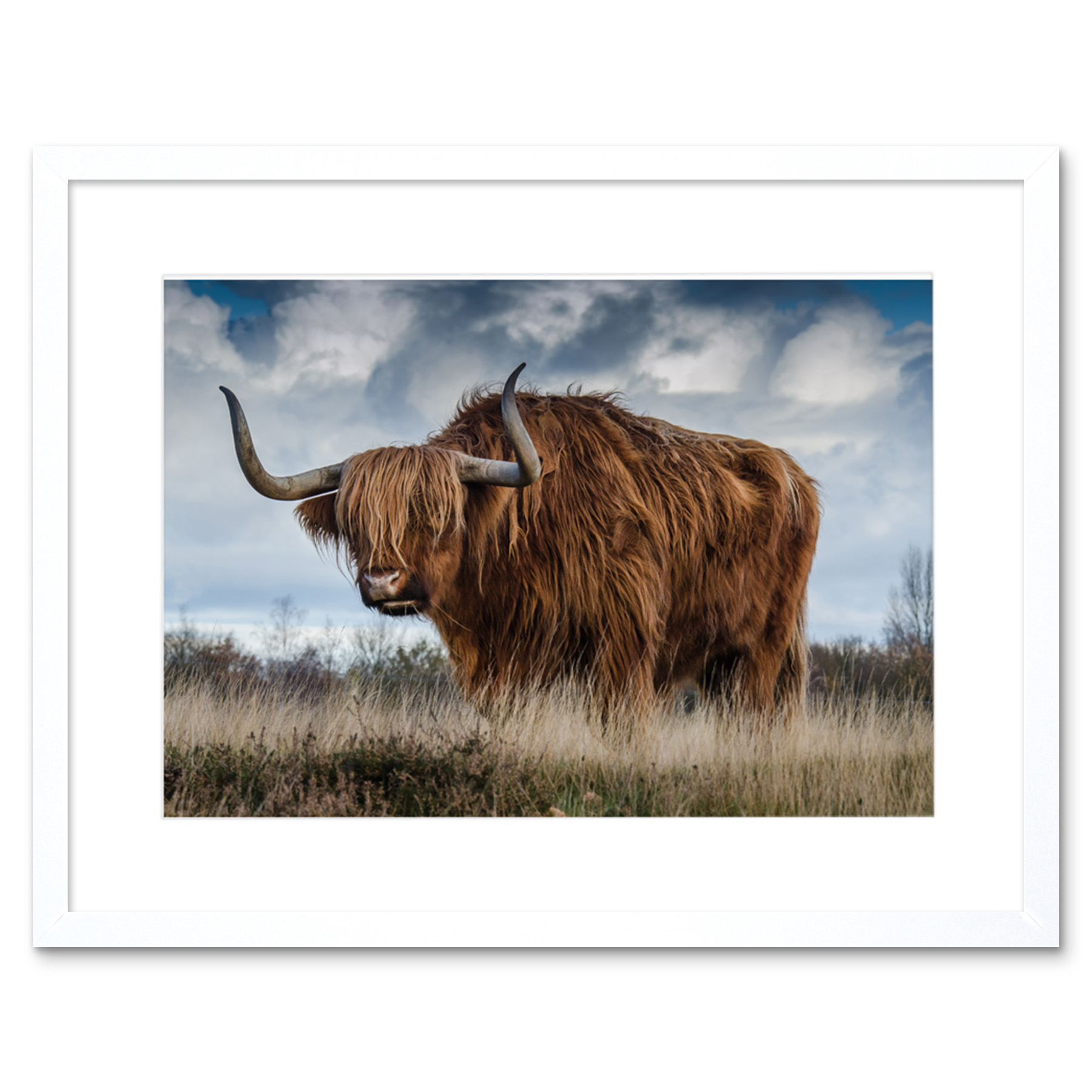 Scottish Highland Cow Coo Framed Wall Art Print 9x7 Inch