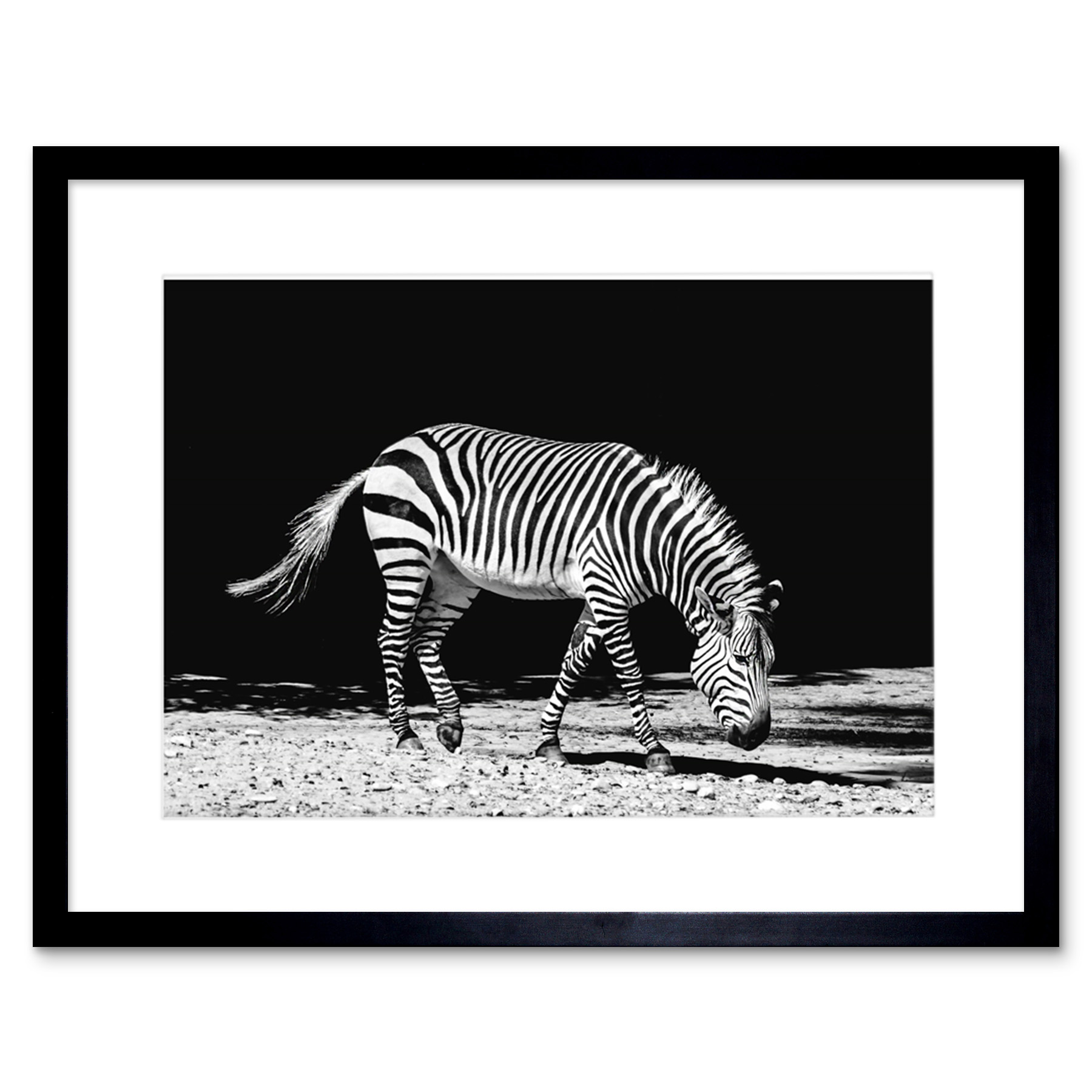 Zebra Black & White Photograph Framed Wall Art Print 9x7 Inch